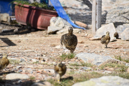 ケージが開いた途端、一目散に餌場に駆け出すヒナと母親