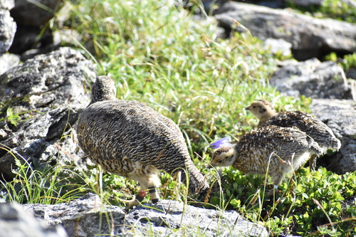 餌をついばむライチョウ親子