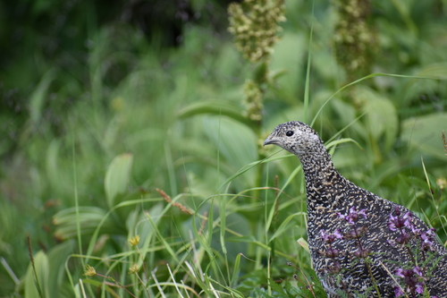 ライチョウの母親