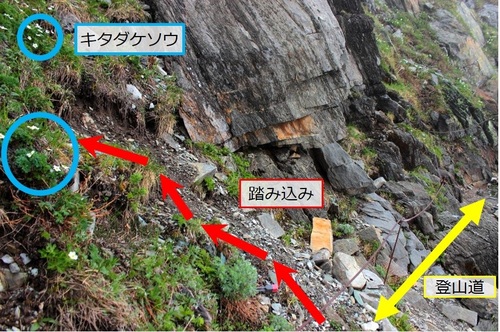 キタダケソウ生育地における踏み跡