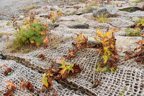 昨年設置したマットに定着した植生