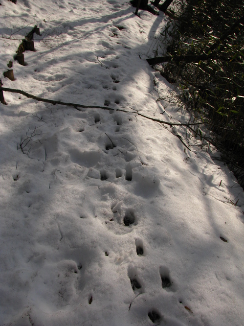 何らかの動物の足跡