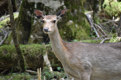ニホンジカ