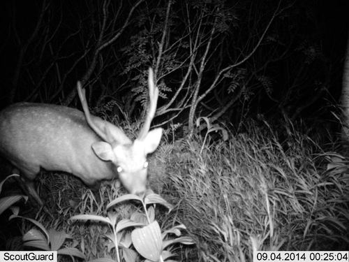 コバイケイソウを食べるニホンジカ（平成26年（2014）撮影）