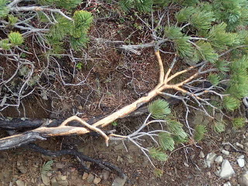 樹皮が食べられてしまったハイマツ