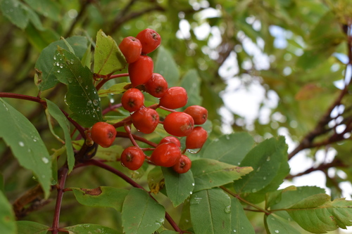 赤く色づいたナナカマドの実