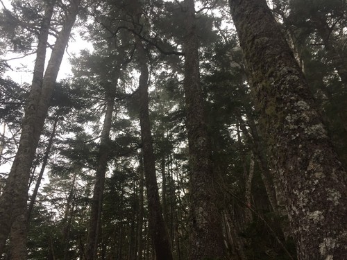 栗沢山直登コースの樹林帯