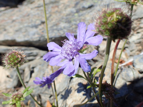 タカネマツムシソウ