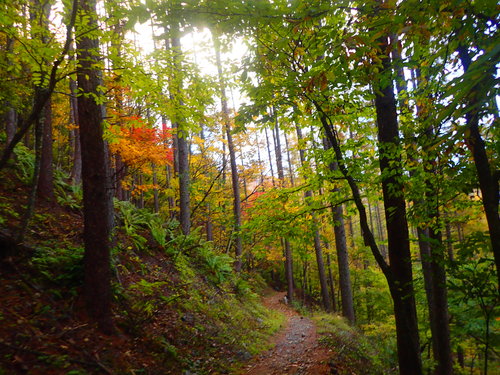 緑の中にほんのり色付く木々
