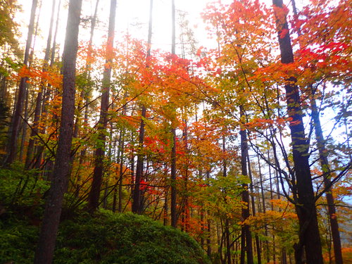 綺麗に色付く木々