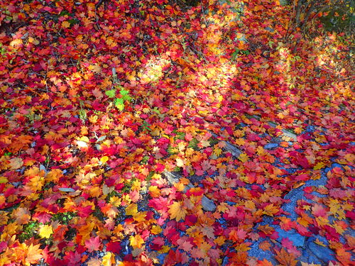 赤や黄色の葉っぱじゅうたん