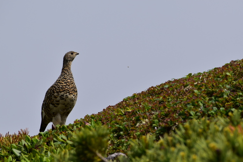 荒川岳　中岳避難小屋付近にて