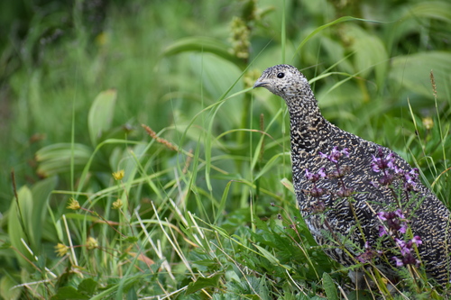 仙丈ヶ岳　仙丈小屋付近にて