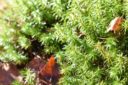 △登山道脇で見つけたスギゴケ