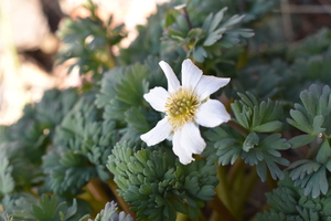 北岳にしか咲かないキタダケソウ