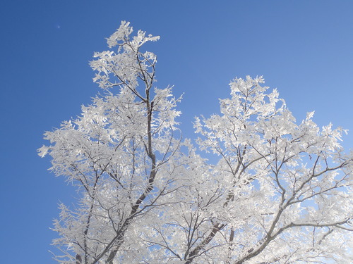 太陽に照らされてきらきら輝く雪（２月１日撮影）