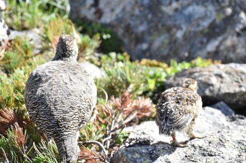ライチョウ親子の後ろ姿