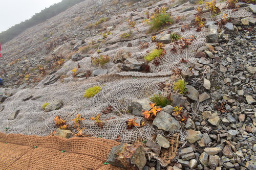 昨年度設置した伏工マットから植物が！