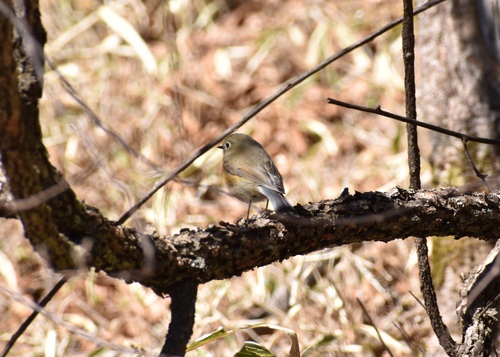 ルリビタキ メス