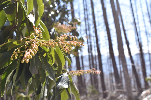 つぼみを付けるアセビ