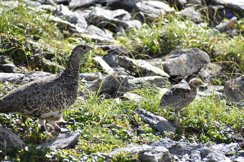 ライチョウ親子