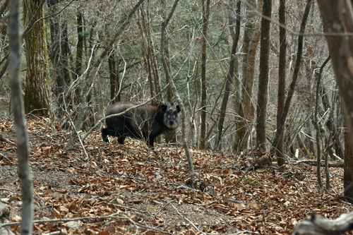 こちらをじっと見つめるカモシカ