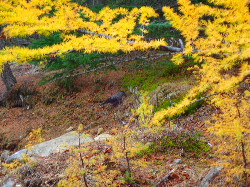 木の実を探しているホシガラス