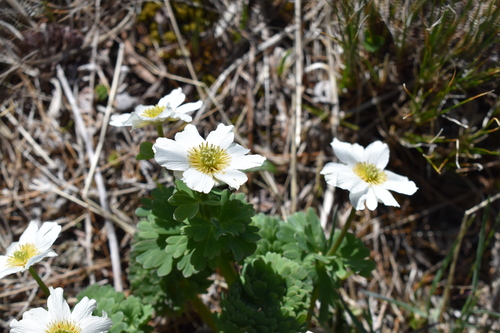 キタダケソウ　キンポウゲ科