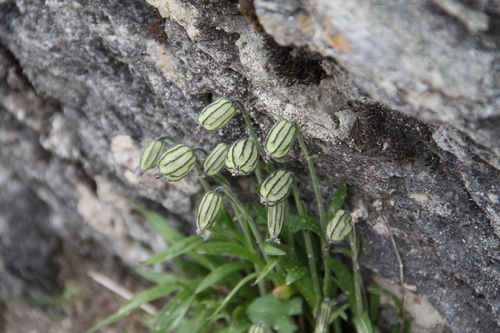 タカネマンテマ　ナデシコ科