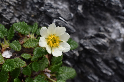 チョウノスケソウ　バラ科