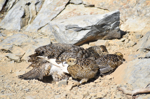 ライチョウ親子の砂浴び