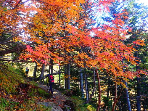 仙丈ヶ岳 藪沢ルートの紅葉