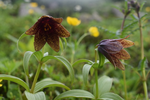 何株も咲いていました