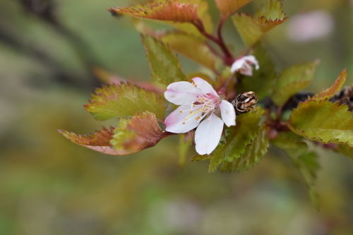 桜を見るとやはり、心が和みます