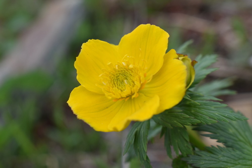 漢字では「信濃金梅」と書きます