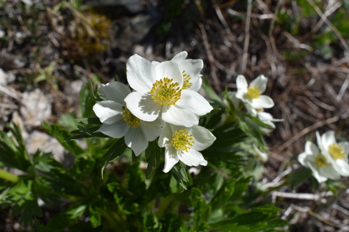 日本の高山植物を代表するお花です