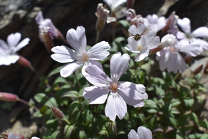 八本歯のコルまでのはしごを登り切った先で出迎えてくれました