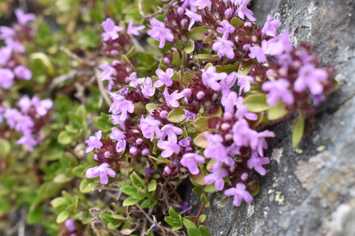 １つ１つでは小さいですが、株だと大きく見えます