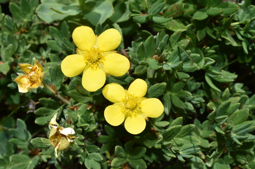 私はキンロバイの形が可愛らしくて好きです。