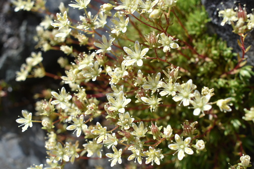 白い粒は水滴や雪を連想させます