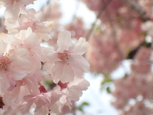芦安に咲くサクラ