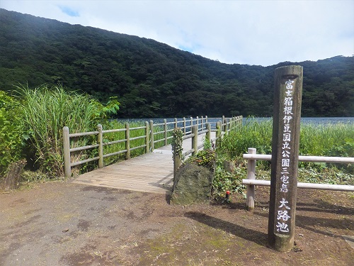 大路池北側桟橋からの景色。池の周囲はスダジイの原生林に覆われている。（2019年7月10日撮影）
