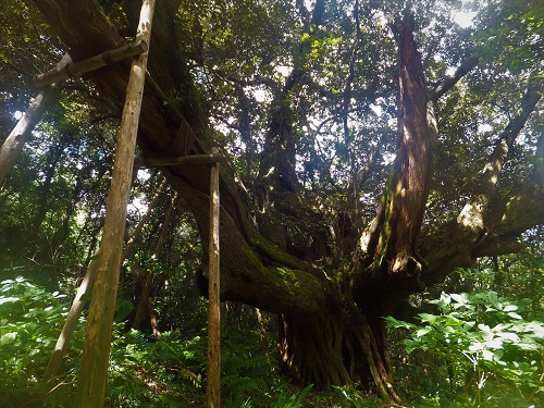 大路池の畔に立つスダジイの巨木（2019年7月10日撮影）