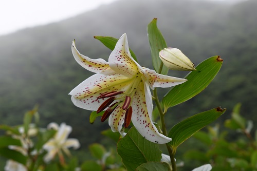 サクユリの花。花びらに赤い斑点が多いもの。