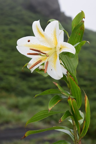 サクユリの花。花びらに赤い斑点が無いもの。