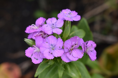 カルデラ内に咲く、ハマナデシコの花。
