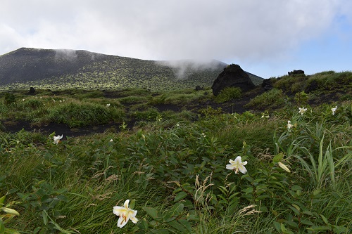 カルデラ内に点々と咲く、サクユリの白い花