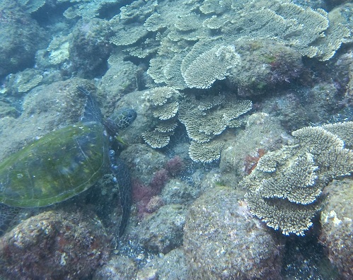 テーブルサンゴの広がる底土海水浴場で泳ぐウミガメ