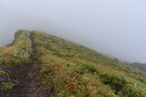 霧に覆われたお鉢巡りの道。道沿いにはハチジョウギボウシが一面に開花している。