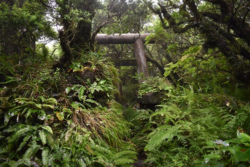 草木に埋もれるようにして建つ浅間神社の鳥居